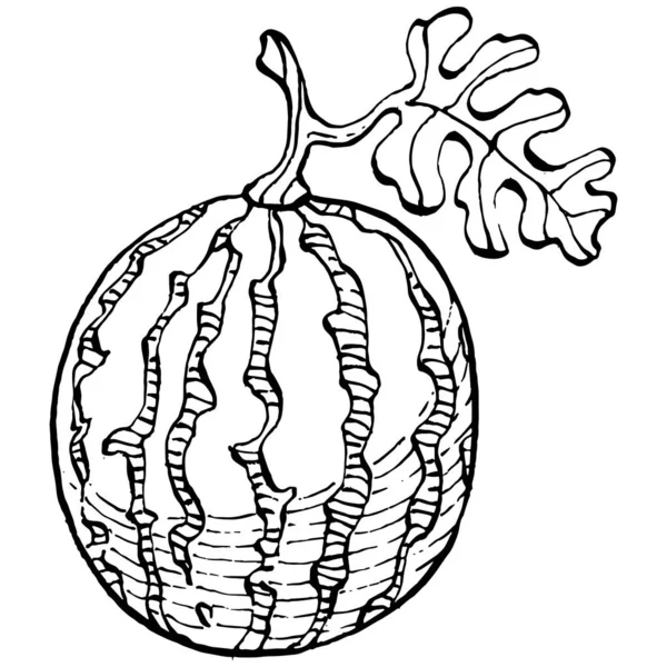 Desenho Vetorial Esboço Melancia Baga Desenhada Mão Isolada Fundo Branco —  Vetores de Stock