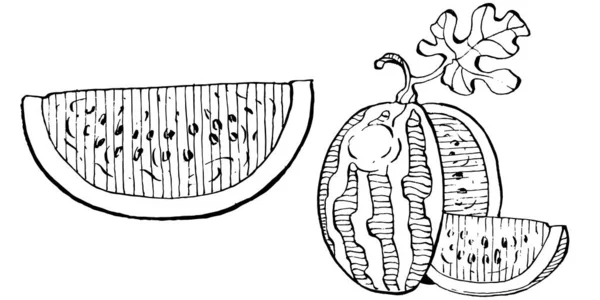 スイカのスケッチベクトル描画 白い背景にベリーを描いた孤立した手 夏のベリーの彫刻スタイルのイラスト 食品包装の装飾 — ストックベクタ