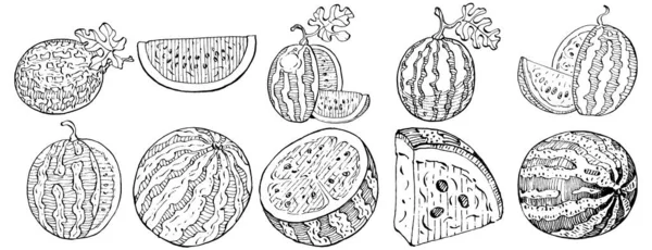 Gambar Vektor Sketsa Semangka Terisolasi Tangan Digambar Berry Pada Latar - Stok Vektor