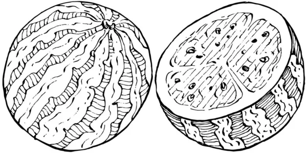 Gambar Vektor Sketsa Semangka Terisolasi Tangan Digambar Berry Pada Latar - Stok Vektor