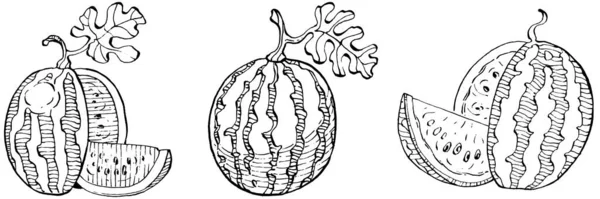 スイカのスケッチベクトル描画 白い背景にベリーを描いた孤立した手 夏のベリーの彫刻スタイルのイラスト 食品包装の装飾 — ストックベクタ