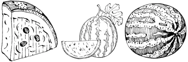 Wassermelone Skizze Vektorzeichnung Vereinzelte Handgezeichnete Beere Auf Weißem Hintergrund Gravierte — Stockvektor