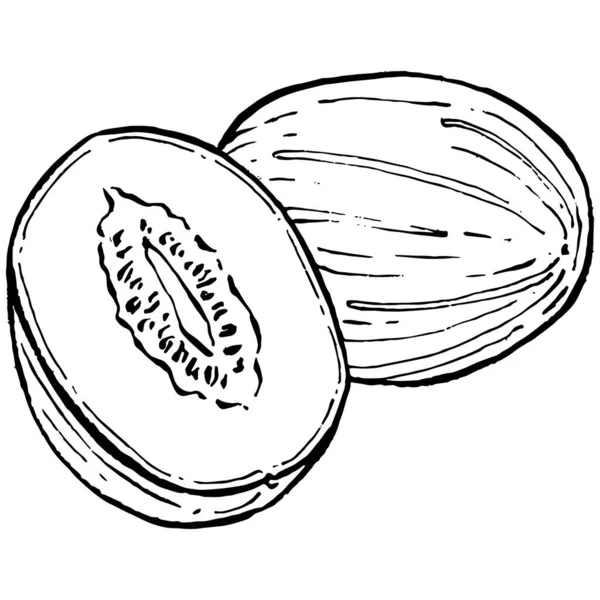 Melone Realistische Vektorskizze Dekorative Kollektion Retro Stil Handgezeichnet Für Speisekarte — Stockvektor