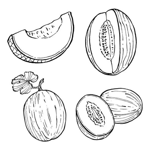 Sketsa Vektor Realistik Melon Koleksi Gaya Retro Dekoratif Menggambarkan Tangan - Stok Vektor