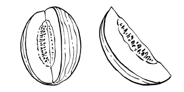 Melone Realistische Vektorskizze Dekorative Kollektion Retro Stil Handgezeichnet Für Speisekarte — Stockvektor