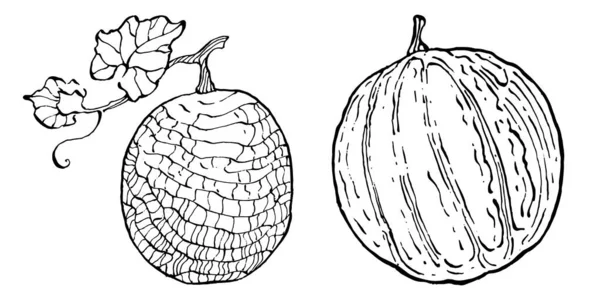 Desenho Vetorial Realista Melão Coleção Estilo Retro Decorativo Desenhado Mão —  Vetores de Stock