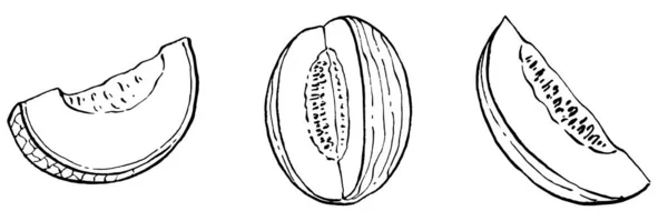 Sketsa Vektor Realistik Melon Koleksi Gaya Retro Dekoratif Menggambarkan Tangan - Stok Vektor