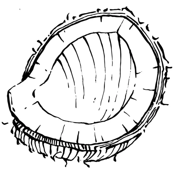 Vector Kokosnoot Met Hand Getekend Schets Vector Tropische Voedsel Illustratie — Stockvector