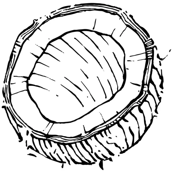 Векторна Кокосова Рука Намальована Ескіз Векторна Ілюстрація Тропічної Їжі Вінтажний — стоковий вектор
