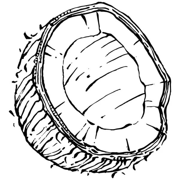 Vektor Kokosnuss Handgezeichnete Skizze Vektorillustration Tropischer Nahrungsmittel Vintage Stil Das — Stockvektor