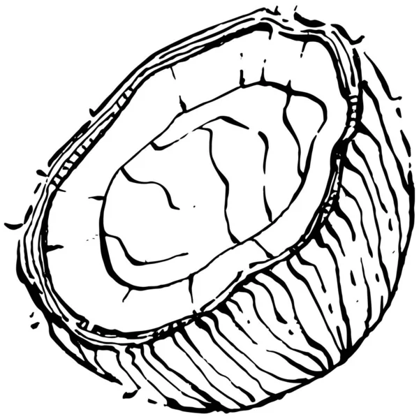 ベクトルココナッツハンドスケッチを描いた ベクトルトロピカルフードイラスト ヴィンテージスタイル デザインロゴ メニュー ラベル アイコン スタンプに最適 — ストックベクタ