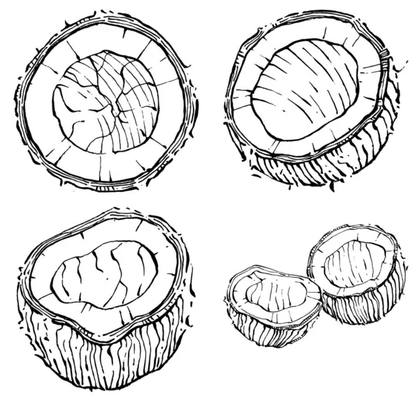 Vector Coco Desenhado Mão Esboço Ilustração Comida Tropical Vetorial Estilo —  Vetores de Stock