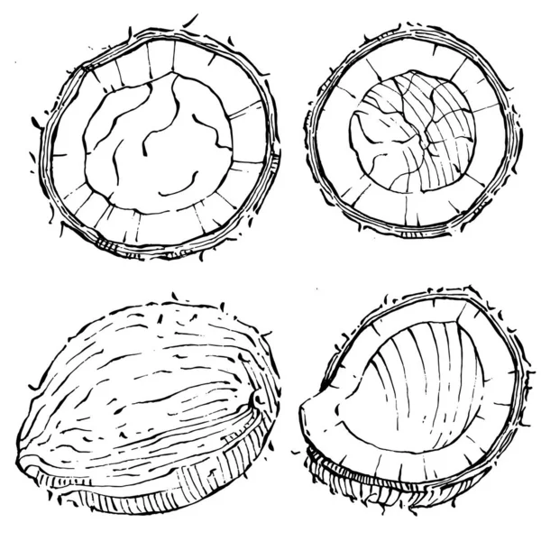 Vector Coconut Hand Drawn Sketch Vector Tropical Food Illustration Vintage — Stock Vector