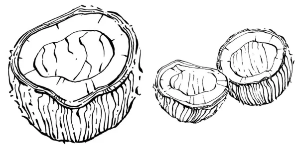 Vektor Kokosnuss Handgezeichnete Skizze Vektorillustration Tropischer Nahrungsmittel Vintage Stil Das — Stockvektor