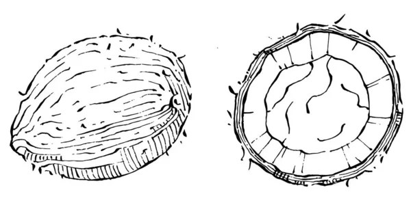 Vektor Tangan Kelapa Ditarik Sketch Ilustrasi Makanan Tropis Vektor Gaya - Stok Vektor