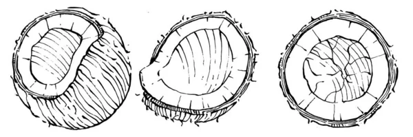 Vector Coco Dibujado Mano Sketch Ilustración Alimentos Tropicales Vectoriales Estilo — Vector de stock