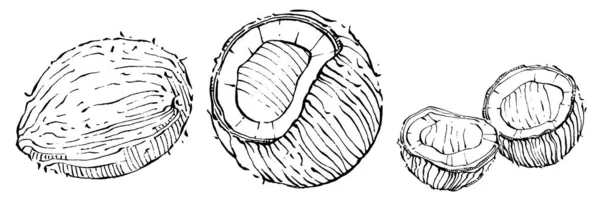 ベクトルココナッツハンドスケッチを描いた ベクトルトロピカルフードイラスト ヴィンテージスタイル デザインロゴ メニュー ラベル アイコン スタンプに最適 — ストックベクタ