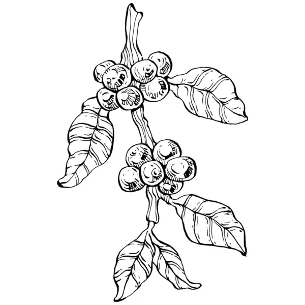 咖啡树和豆子的图形风格手绘白色背景 带有雕刻样式图解的孤立对象 最佳设计标志 — 图库矢量图片