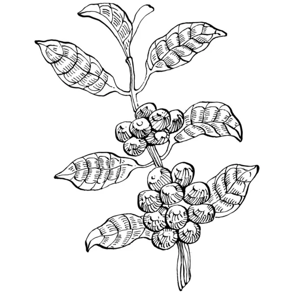 咖啡树和豆子的图形风格手绘白色背景 带有雕刻样式图解的孤立对象 最佳设计标志 — 图库矢量图片