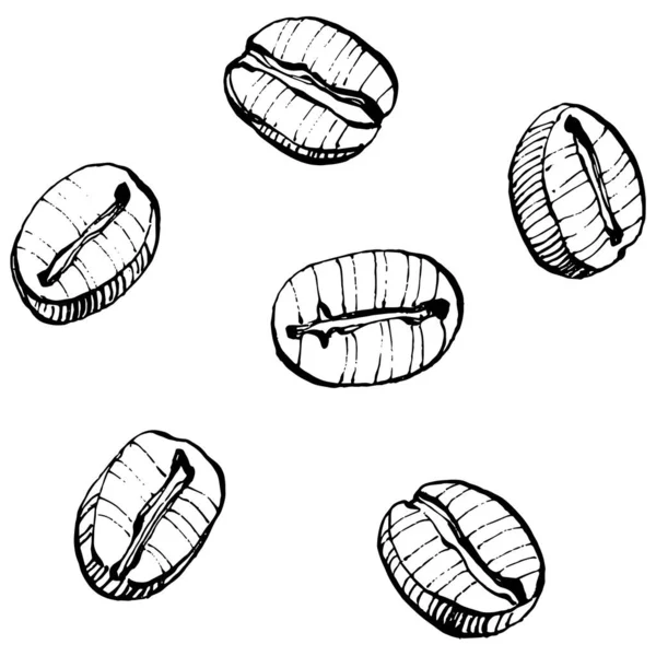 Koffieboom Bonen Grafische Stijl Met Hand Tekenen Een Witte Achtergrond — Stockvector