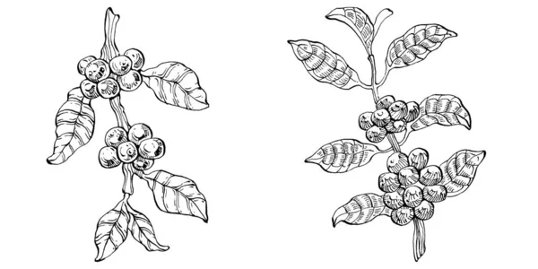 Koffieboom Bonen Grafische Stijl Met Hand Tekenen Een Witte Achtergrond — Stockvector