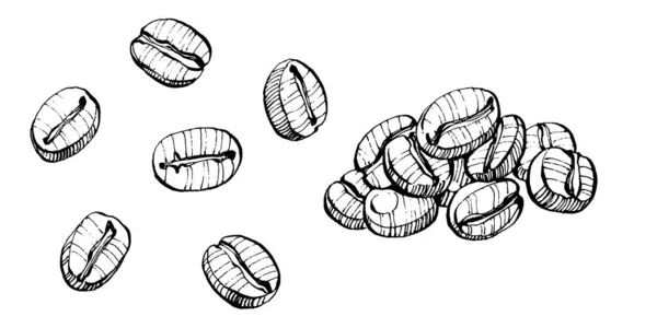 グラフィックスタイルの手描きのコーヒーツリーと豆が白い背景に描かれています 刻まれたスタイルのイラストと隔離されたオブジェクト デザインロゴ メニュー ラベル アイコン スタンプに最適 — ストックベクタ