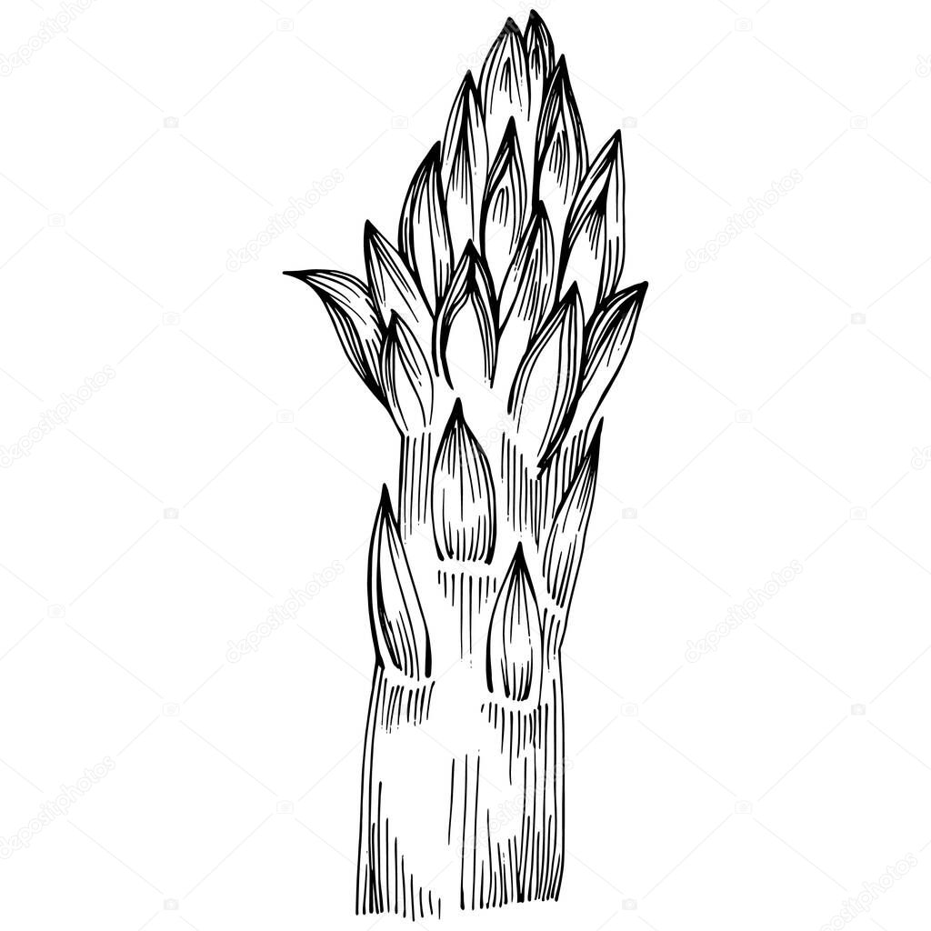 Asparagus isolated hand drawn illustration. Food vegetable engraved style object. Great for menu, label, icon, cover, social post.