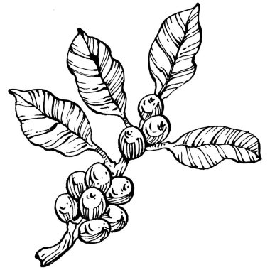 Grafik stili el yapımı kahve ağacı ve fasulye beyaz arka planda. İşlenmiş stil illüstrasyonlu izole bir nesne. Tasarım logosu, menü, etiket, simge, pul için en iyisi.