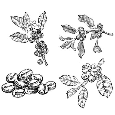 Grafik stili el yapımı kahve ağacı ve fasulye beyaz arka planda. İşlenmiş stil illüstrasyonlu izole bir nesne. Tasarım logosu, menü, etiket, simge, pul için en iyisi.