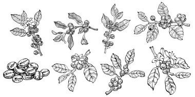 Grafik stili el yapımı kahve ağacı ve fasulye beyaz arka planda. İşlenmiş stil illüstrasyonlu izole bir nesne. Tasarım logosu, menü, etiket, simge, pul için en iyisi.