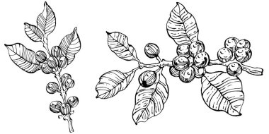Grafik stili el yapımı kahve ağacı ve fasulye beyaz arka planda. İşlenmiş stil illüstrasyonlu izole bir nesne. Tasarım logosu, menü, etiket, simge, pul için en iyisi.