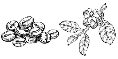 Grafik stili el yapımı kahve ağacı ve fasulye beyaz arka planda. İşlenmiş stil illüstrasyonlu izole bir nesne. Tasarım logosu, menü, etiket, simge, pul için en iyisi.