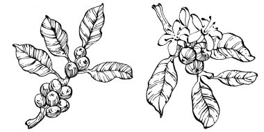 Grafik stili el yapımı kahve ağacı ve fasulye beyaz arka planda. İşlenmiş stil illüstrasyonlu izole bir nesne. Tasarım logosu, menü, etiket, simge, pul için en iyisi.