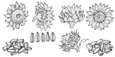 Ayçiçeği. Çiçekli botanik çiçeği. İzole illüstrasyon elementi. Arkaplan, doku, ambalaj deseni, çerçeve veya kenar çizimi için vektör el.
