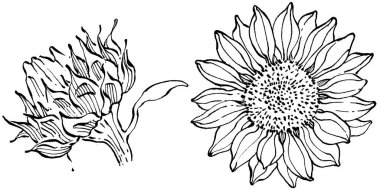 Ayçiçeği. Çiçekli botanik çiçeği. İzole illüstrasyon elementi. Arkaplan, doku, ambalaj deseni, çerçeve veya kenar çizimi için vektör el.