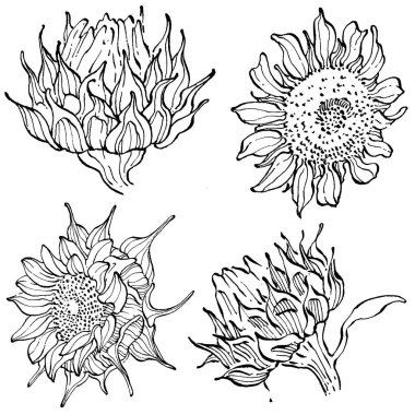 Ayçiçeği. Çiçekli botanik çiçeği. İzole illüstrasyon elementi. Arkaplan, doku, ambalaj deseni, çerçeve veya kenar çizimi için vektör el.