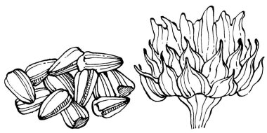 Ayçiçeği. Çiçekli botanik çiçeği. İzole illüstrasyon elementi. Arkaplan, doku, ambalaj deseni, çerçeve veya kenar çizimi için vektör el.