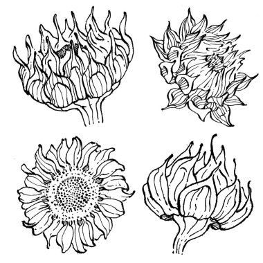 Ayçiçeği. Çiçekli botanik çiçeği. İzole illüstrasyon elementi. Arkaplan, doku, ambalaj deseni, çerçeve veya kenar çizimi için vektör el.