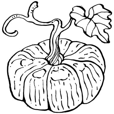 Balkabağı vektörü çizimi el çizimi. İşlenmiş stil illüstrasyonlu izole bir nesne. Ayrıntılı vejetaryen yemeği. Çiftlik pazarı ürünü. Tasarım logosu, menü, etiket, simge, pul için en iyisi.