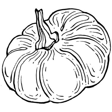 Balkabağı vektörü çizimi el çizimi. İşlenmiş stil illüstrasyonlu izole bir nesne. Ayrıntılı vejetaryen yemeği. Çiftlik pazarı ürünü. Tasarım logosu, menü, etiket, simge, pul için en iyisi.