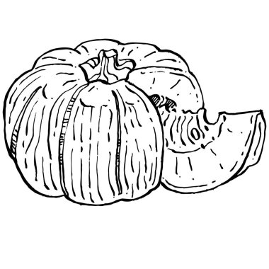 Balkabağı vektörü çizimi el çizimi. İşlenmiş stil illüstrasyonlu izole bir nesne. Ayrıntılı vejetaryen yemeği. Çiftlik pazarı ürünü. Tasarım logosu, menü, etiket, simge, pul için en iyisi.