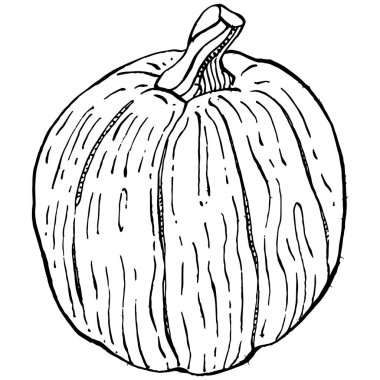 Balkabağı vektörü çizimi el çizimi. İşlenmiş stil illüstrasyonlu izole bir nesne. Ayrıntılı vejetaryen yemeği. Çiftlik pazarı ürünü. Tasarım logosu, menü, etiket, simge, pul için en iyisi.