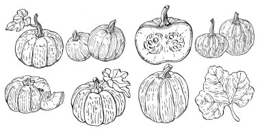 Balkabağı vektörü çizimi el çizimi. İşlenmiş stil illüstrasyonlu izole bir nesne. Ayrıntılı vejetaryen yemeği. Çiftlik pazarı ürünü. Tasarım logosu, menü, etiket, simge, pul için en iyisi.