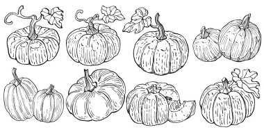 Balkabağı vektörü çizimi el çizimi. İşlenmiş stil illüstrasyonlu izole bir nesne. Ayrıntılı vejetaryen yemeği. Çiftlik pazarı ürünü. Tasarım logosu, menü, etiket, simge, pul için en iyisi.