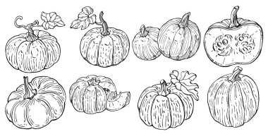 Balkabağı vektörü çizimi el çizimi. İşlenmiş stil illüstrasyonlu izole bir nesne. Ayrıntılı vejetaryen yemeği. Çiftlik pazarı ürünü. Tasarım logosu, menü, etiket, simge, pul için en iyisi.