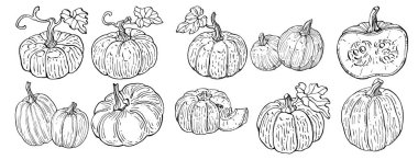 Balkabağı vektörü çizimi el çizimi. İşlenmiş stil illüstrasyonlu izole bir nesne. Ayrıntılı vejetaryen yemeği. Çiftlik pazarı ürünü. Tasarım logosu, menü, etiket, simge, pul için en iyisi.