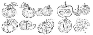 Balkabağı vektörü çizimi el çizimi. İşlenmiş stil illüstrasyonlu izole bir nesne. Ayrıntılı vejetaryen yemeği. Çiftlik pazarı ürünü. Tasarım logosu, menü, etiket, simge, pul için en iyisi.