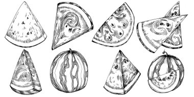 Karpuz çizimi vektör çizimi. İzole edilmiş el resmi beyaz arka planda. Yaz meyvesi oymalı tasvir. Yiyecek ambalajı için dekorasyon.