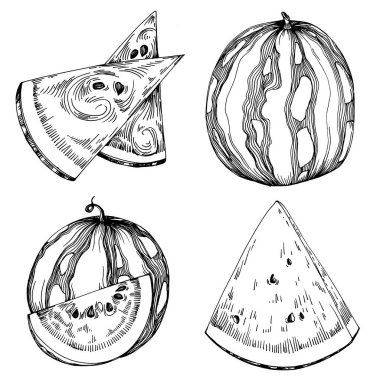 Karpuz çizimi vektör çizimi. İzole edilmiş el resmi beyaz arka planda. Yaz meyvesi oymalı tasvir. Yiyecek ambalajı için dekorasyon.