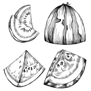 Karpuz çizimi vektör çizimi. İzole edilmiş el resmi beyaz arka planda. Yaz meyvesi oymalı tasvir. Yiyecek ambalajı için dekorasyon.